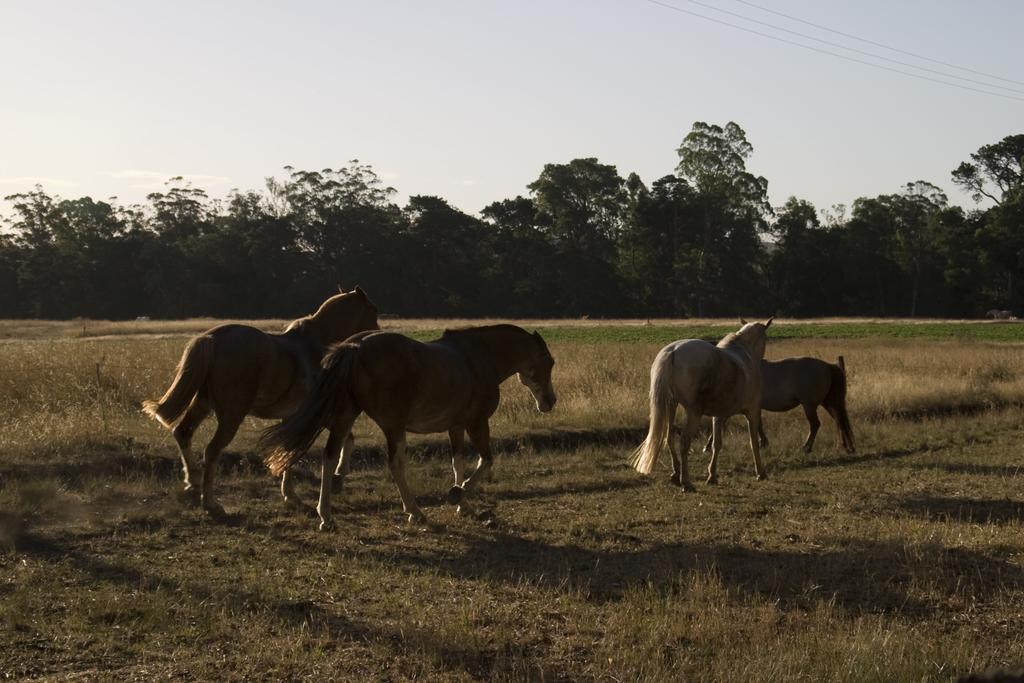 Estancia Ave Maria (Adults Only) Hotell Tandil Eksteriør bilde